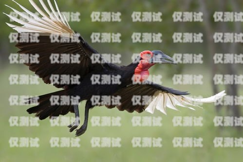 訓鳥外呼系統，助力鳥類訓練的創新工具飛鳥外呼