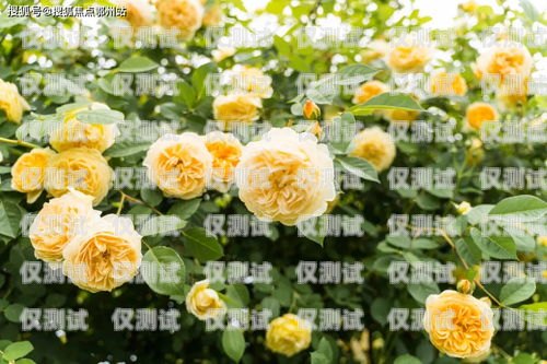 上海通訊外呼系統價格解析上海外呼公司