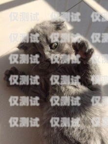 藍貓電銷卡激活要錢嗎？多少錢？藍貓電銷卡激活要錢嗎多少錢一張