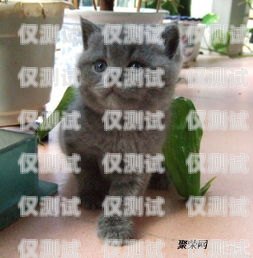 藍貓電銷卡激活要錢嗎？多少錢？藍貓電銷卡激活要錢嗎多少錢一張