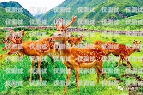 九鹿林外呼系統(tǒng)維語(yǔ)版，助力少數(shù)民族地區(qū)的溝通與發(fā)展九鹿林外呼怎樣